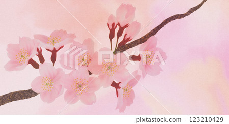 Background material of cherry blossoms in full bloom 123210429