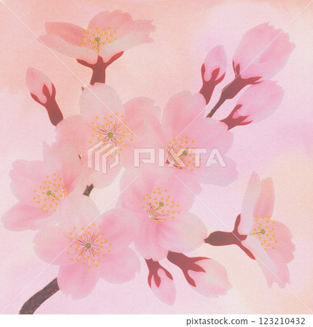 盛開的櫻花背景素材 123210432