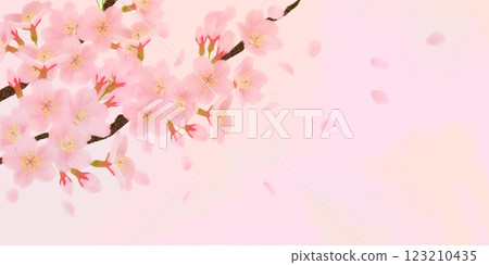Background material of cherry blossoms in full bloom 123210435