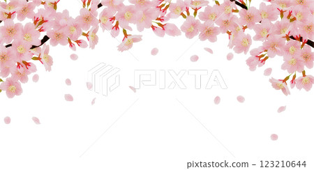 樹枝上盛開的櫻花插圖集 123210644