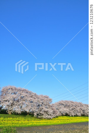 Cherry blossoms at Kajigawa Riverside Park (Niigata Prefecture) 123210676
