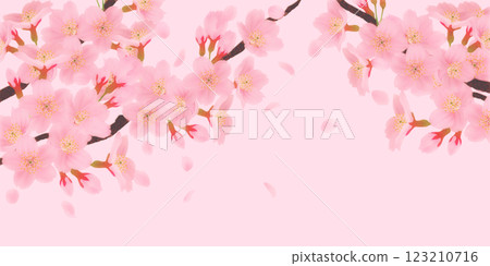 盛開的櫻花背景素材 123210716