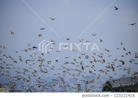 Birds of a feather Birds of a feather 123211428