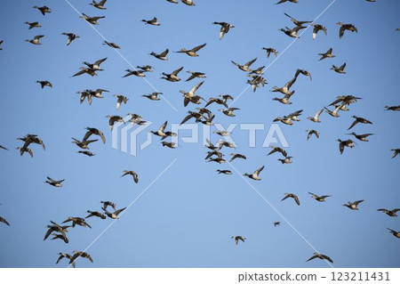 Birds of a feather Birds of a feather 123211431