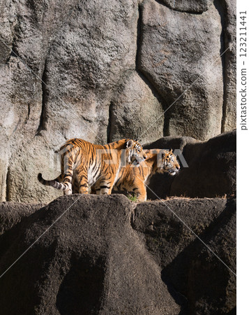 Tiger Brothers of the Rocks 123211441