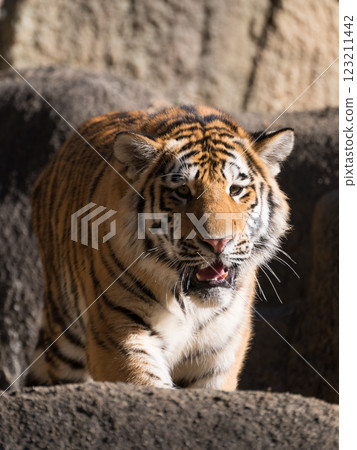Staring Tiger Cub 123211442