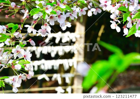Cherry blossoms and fortune-telling slips at Otohoji Temple (Niigata Prefecture) 123211477