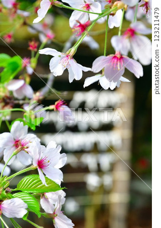 音寶寺的櫻花與算命紙條（新潟縣） 123211479