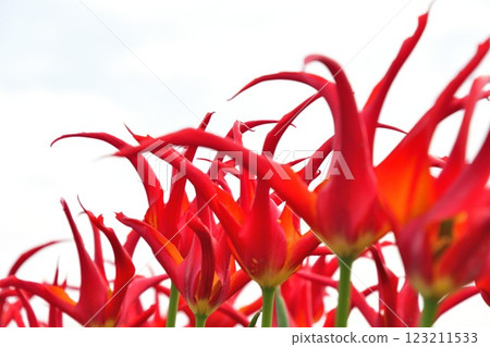 Nagaike Ikoi no Mori Tulip Garden (Niigata Prefecture) 123211533