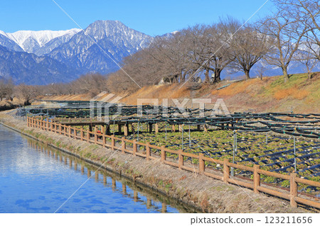 Azumino Early Spring Tale - Hotaka River Wasabi Garden 123211656