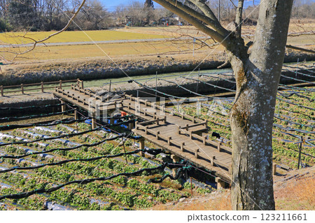 Azumino: Hotaka River Wasabi Farm in Winter 123211661