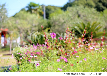 cute cosmos flowers cute cosmos flowers 123211840