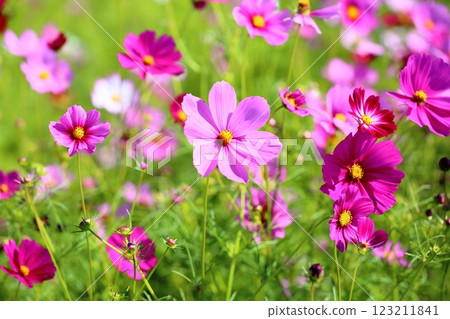 可愛的宇宙花 可愛的宇宙花 123211841