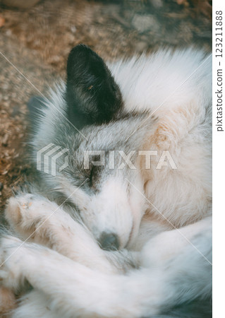 Sleeping fox Sleeping fox 123211888