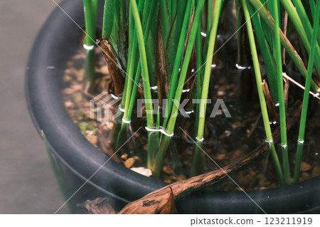 Water horsetail growing in a pot Water horsetail growing in a pot 123211919