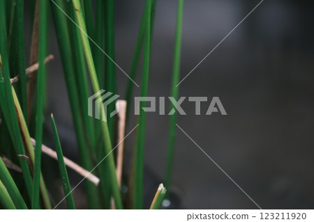 水馬尾草葉子的特寫 123211920