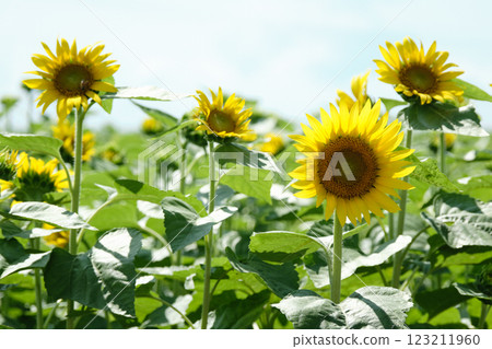 Sunflower field in summer Sunflower field in summer 123211960