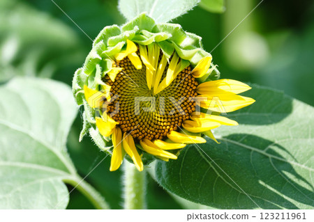 Image of sunflowers waiting to bloom 123211961