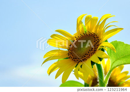 向日葵面向藍天 123211964