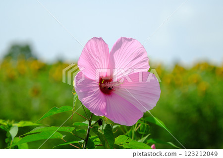 Cute pink hibiscus 123212049