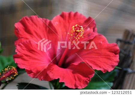 盛夏美麗的芙蓉花 123212051