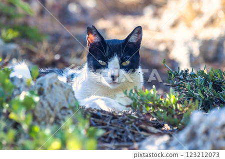 A black and white cat rests amidst rocks and greenery, gazing intently at the viewer. A black and white cat rests amidst rocks and greenery, gazing intently at the viewer. 123212073