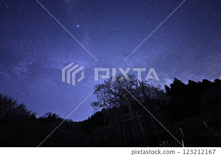 The Milky Way and Tarumi Cherry Blossoms 123212167