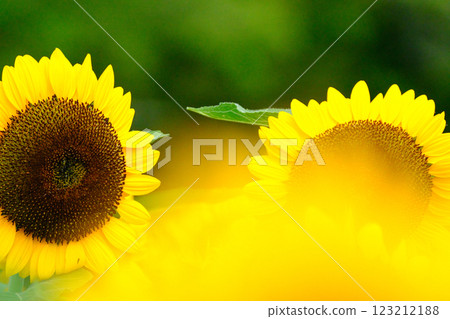 具有美麗模糊背景的向日葵 123212188