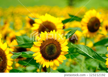 美麗的向日葵田景觀 123212192