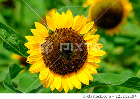 Cheerful midsummer sunflowers Cheerful midsummer sunflowers 123212194