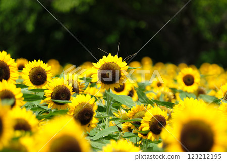 Sunflowers are vibrant even in the heat Sunflowers are vibrant even in the heat 123212195