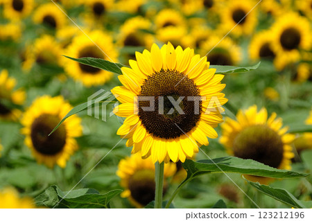 Cute sunflower flower Cute sunflower flower 123212196