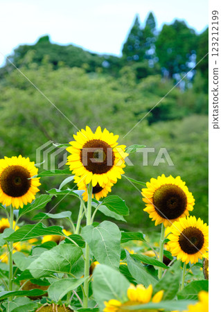 Beautiful sunflowers in full bloom Beautiful sunflowers in full bloom 123212199