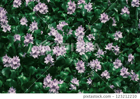 Cute water hyacinth flowers 123212210
