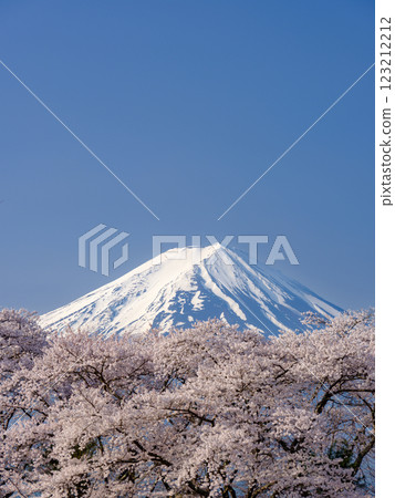 Mount Fuji with a view of farming birds and cherry blossoms in full bloom - a springtime feature Mount Fuji with a view of farming birds and cherry blossoms in full bloom - a springtime feature 123212212