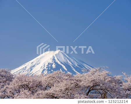 Mount Fuji with a view of farming birds and cherry blossoms in full bloom - a springtime feature 123212214