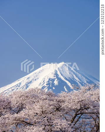 富士山上可觀賞到農耕鳥和盛開的櫻花－春天的特色 123212218