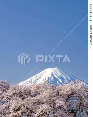 Mount Fuji with a view of farming birds and cherry blossoms in full bloom - a springtime feature 123212223