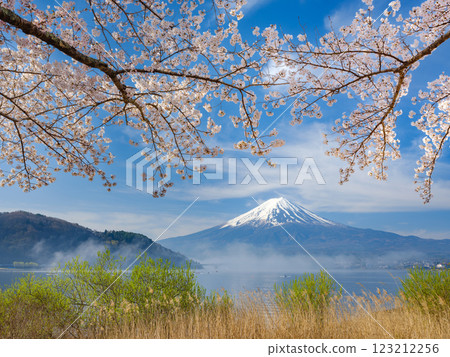 Mt. Fuji_A spectacular view of Lake Kawaguchi shrouded in morning mist and cherry blossoms in full bloom 123212256