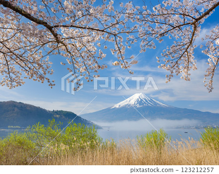 富士山_清晨薄霧籠罩的河口湖和盛開的櫻花的絕美景色 123212257