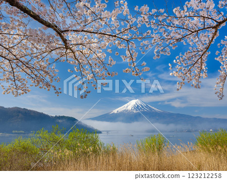 Mt. Fuji_A spectacular view of Lake Kawaguchi shrouded in morning mist and cherry blossoms in full bloom 123212258