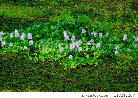 Aoi flowers blooming in a swamp 123212297