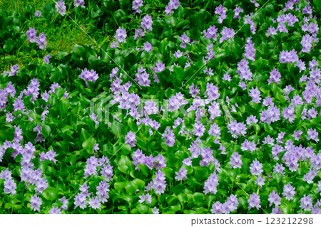 Beautiful water hyacinth in full bloom 123212298