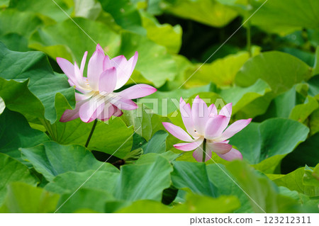 盛開的美麗蓮花 123212311