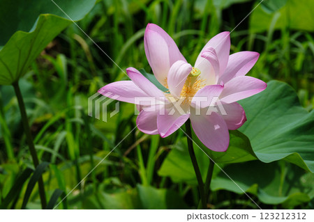 夏季美麗的蓮花 夏季美麗的蓮花 123212312