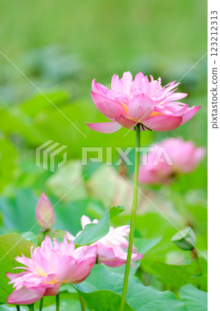 A soft and gentle landscape of blooming lotus flowers A soft and gentle landscape of blooming lotus flowers 123212313