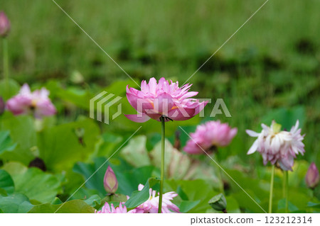 Lotus flowers blooming in a pond Lotus flowers blooming in a pond 123212314