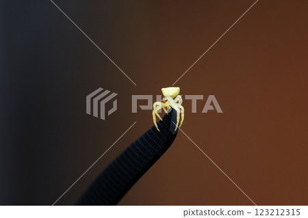 小黃蜘蛛 小黃蜘蛛 123212315