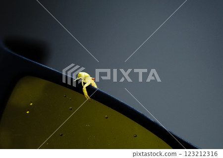 黃色蜘蛛 黃色蜘蛛 123212316