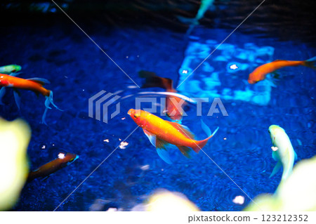 Goldfish that cures illnesses Goldfish that cures illnesses 123212352
